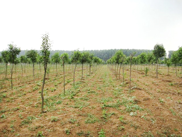 實(shí)景展示38