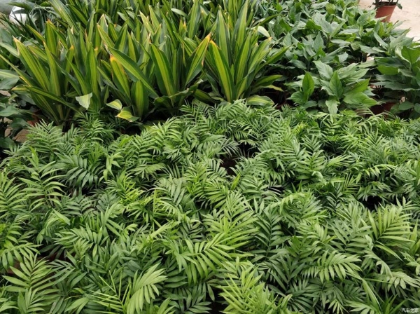 養(yǎng)綠植的好處有哪些？