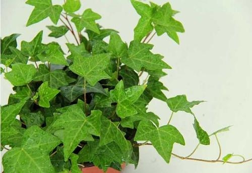 興隆花卉小編本次先給大家總結4種較為好養(yǎng)的適合在室內種植的植物