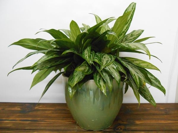 這次興隆花卉攤位租賃小編為您普及：為什么在花卉市場(chǎng)買(mǎi)的花一般不會(huì)長(zhǎng)壽？ 