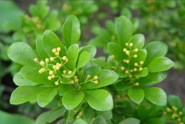 濟(jì)寧大型花卉批發(fā)市場(chǎng)，兗州興隆花卉大市場(chǎng)，霜降節(jié)氣寄語(yǔ)