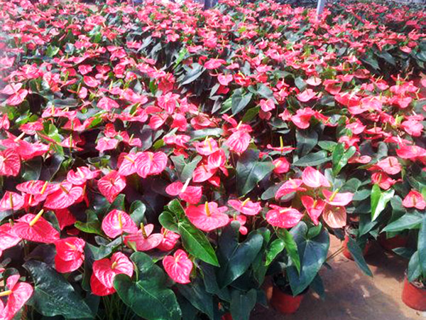 濟(jì)寧比較大的花卉批發(fā)市場在哪里？兗州興隆花卉大世界