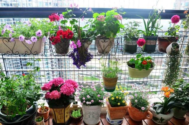 養(yǎng)花的5個(gè)好處，堪比人生財(cái)富，賺大了！